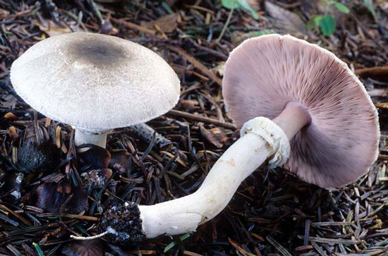 Agaricus praeclaresquamosus - Fungi species | sokos jishebi | სოკოს ჯიშები